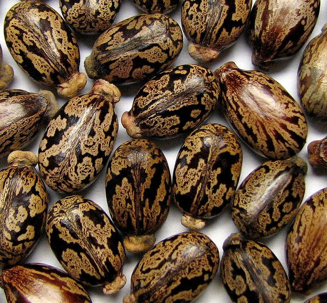 Castor Seed Oil
