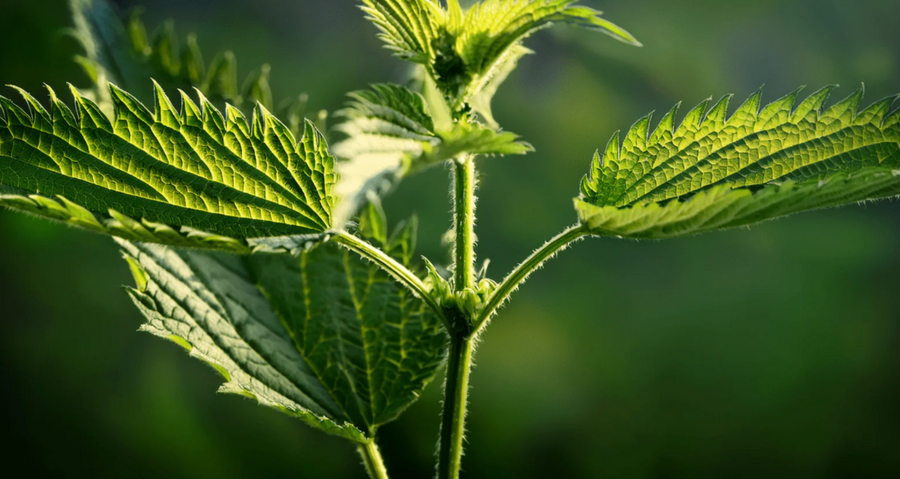 Nettle Leaf & Root