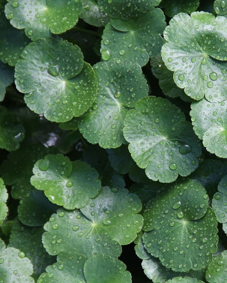 Gotu Kola