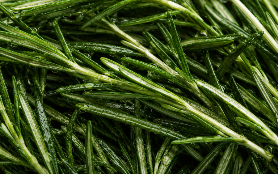 Rosemary Extract