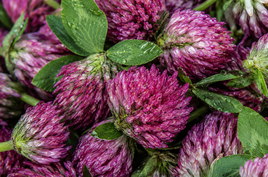 Red Clover Extract